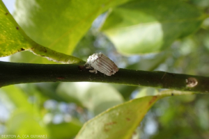 Icerya purchasi (Margarodidae)2