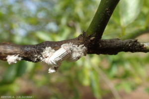 Icerya purchasi (Margarodidae) 1