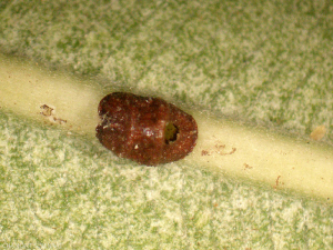 coccidae-parasitee