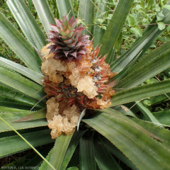 Ananas Gommose 2