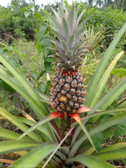 Ananas Gommose 3