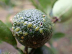  Cochenilles coccus viridis sur un agrume