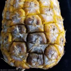 pineapple-ananas-comosus-black-rot-caused-by-c-paradoxa