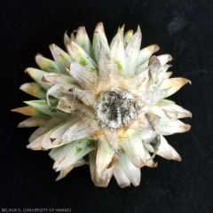 pineapple-ananas-comosus-butt-rot-of-crown
