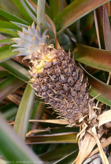 La pourriture peut remonter le long du pédoncule pour faire pourrir le fruit des variétés sensibles.
<br>Crédit photo : Scot Nelson, CC0 1.0 universel (CC0 1.0) Transfert dans le Domaine Public.