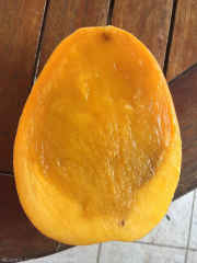 Symptôme de noyau gélatineux ou 'Jelly seed' sur une mangue.
<br>Crédit photo : Scot Nelson, CC0 1.0 universel (CC0 1.0) Transfert dans le Domaine Public.