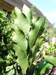 coccus viridis sur feuille