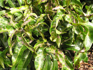 oidium feuilles