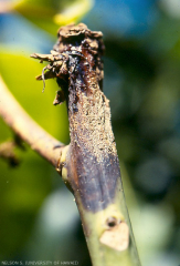 anthracnose tige mangue