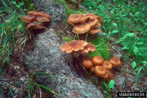 Armillaria mellea tronc