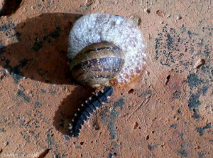 La larve de <em><b>Lampyris noctiluca</em></b> se nourrit de gastéropodes, qu'elle anesthésie avant de liquéfier sa proie par une enzyme digestive. <strong>Vers luisant</strong> (common glow-worm)