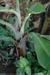 Signe CMV Symptomes de mosaique sur Commeline diffusa