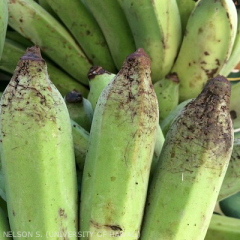 Traces de griffes de rats sur l'épiderme des bananes.
<br>Crédit photo : Scot Nelson, CC0 1.0 universel (CC0 1.0) Transfert dans le Domaine Public.