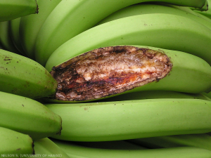 banane rat