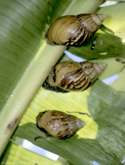 Escargots <i>Achatina fullica</i>.
<br>Crédit photo : Scot Nelson, CC0 1.0 universel (CC0 1.0) Transfert dans le Domaine Public.