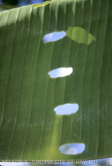 Dégât de l'escargot géant d'Afrique <i>Achatina fulica</i> sur une feuille de bananier. Le dégât a eu lieu avant que la feuille se déroule.
<br>Crédit photo : Scot Nelson, CC0 1.0 universel (CC0 1.0) Transfert dans le Domaine Public.