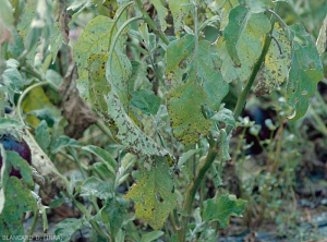 Alternaria2