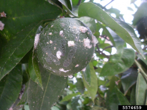 aleurodes floconneux citrus