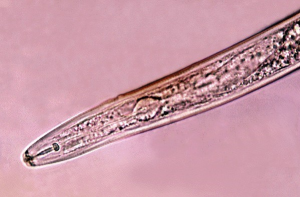 Pratylenchus coffeae John Bridge CABI BioScience