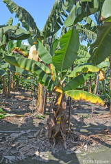 Le jaunissement commence généralement au bord des feuilles les plus âgées.
<br>Crédit photo : M. Dita (http://www.promusa.org/preview2695).