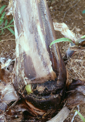 Pourriture bactérienne du pseudo tronc de bananier.
<br>Crédit photo : Scot Nelson, domaine public (CC0).