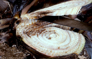 Pourriture bactérienne du pseudo tronc de bananier.
<br>Crédit photo : Scot Nelson, domaine public (CC0).