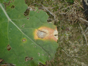 phoma-colza