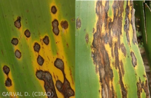 eumusae leaf spot