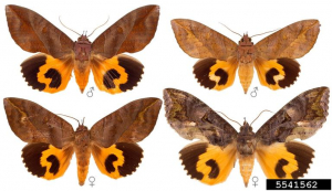 <I>Eudocima phalonia</i> adultes, en haut mâles, en bas femelles.
<br>Crédit photo : Todd Gilligan, Screening Aids, USDA APHIS PPQ, Bugwood.org, sous licence Creative Commons Attribution - Pas d’Utilisation Commerciale 3.0 États-Unis (CC BY-NC 3.0 US).