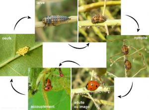 coccinellidae-cycle