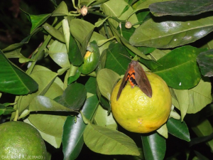 Eudocimia phalonia 2