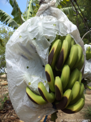 Brûlures causées par le frottement de la couverture en plastique sur les fruits. L'ensachage sert à protéger la grappe et à favoriser le développement des fruits, mais il peut endommager les fruits s'il n'est pas effectué correctement.
<br>Crédit photo : Fegeant, Nicolas / UGPBAN, sous licence Creative Commons Attribution-NonCommercial-ShareAlike 2.0 Generic (CC BY-NC-SA 2.0).