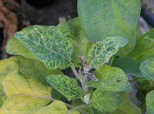 Jeunes feuilles de taille réduite, déformées présentant un éclaircissement et un jaunissement des nervures. <b>Virus de la marbrure et du rabougrissement de l'aubergine</b> (<i>Eggplant mottled dwarf virus</i>, EMDV)