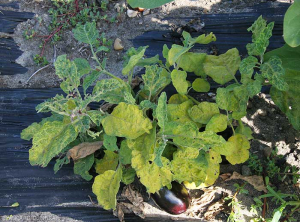 Aspect jaunissant de la plante. Les jeunes feuilles sont déformées, d'aspect froissé, avec un éclaircissement et un jaunissement des nervures. <b>Virus de la marbrure et du rabougrissement de l'aubergine</b> (<i>Eggplant mottled dwarf virus</i>, EMDV)