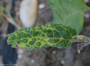 Feuille de taille réduite, déformée avec éclaircissement et jaunissement des nervures. <b>Virus de la marbrure et du rabougrissement de l'aubergine</b> (<i>Eggplant mottled dwarf virus</i>, EMDV)