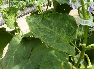 Feuille d'aubergine présentant une légère déformation du limbe ainsi qu'une alternance de tissu vert clair et vert foncé (mosaïque, marbrure). <b>Virus de la mosaïque du concombre</b> (<i>Cucumber mosaic virus</i>, CMV)