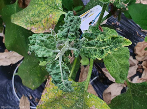 Jeunes feuilles réduites, d'aspect froissé, partiellement enroulées avec un éclaircissement et un jaunissement des nervures. <b>Virus de la marbrure et du rabougrissement de l'aubergine</b> (<i>Eggplant mottled dwarf virus</i>, EMDV)