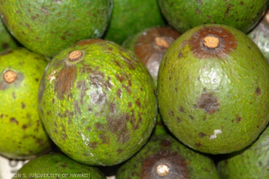 Dégâts d'anthracnose sur des avocats.
<br>Crédit photo : Scot Nelson, CC0 1.0 universel (CC0 1.0) Transfert dans le Domaine Public.