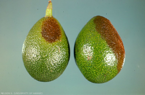 Symptômes d'anthracnose sur avocat.
<br>Crédit photo : Scot Nelson, CC0 1.0 universel (CC0 1.0) Transfert dans le Domaine Public.