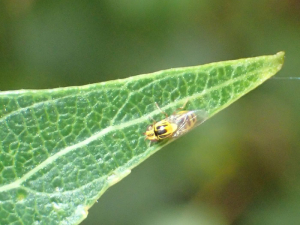 chloropidae4