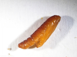 Coleophora-fuscocuprella2