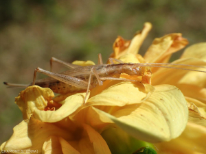 Oecanthus-pellucens