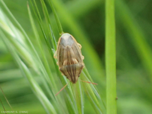 aelia-acuminata