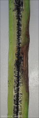 anthracnose vanille