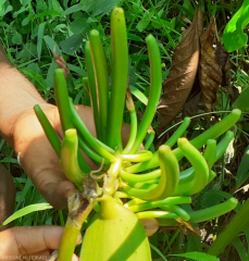 Kakamenaloha fleur