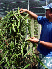 Vanilla  tahitensis liane