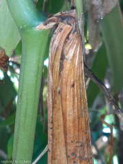 anthracnose feuille