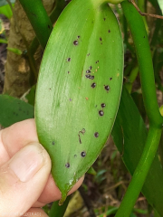 Colletotrichum orchidophilus feuille