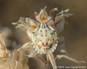 Larve de <i>Carpocoris</i> (stade V)