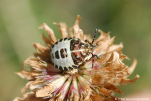 Larve de <i>Carpocoris</i> (stade III)